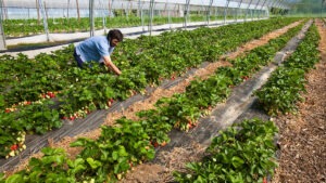 agricoltura rischi lavoro